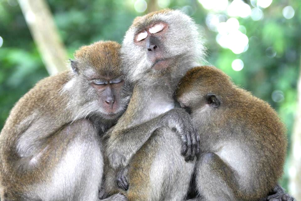 taxo4254-macaca-fascicularis